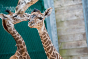 Second Giraffe Born in Two Weeks!