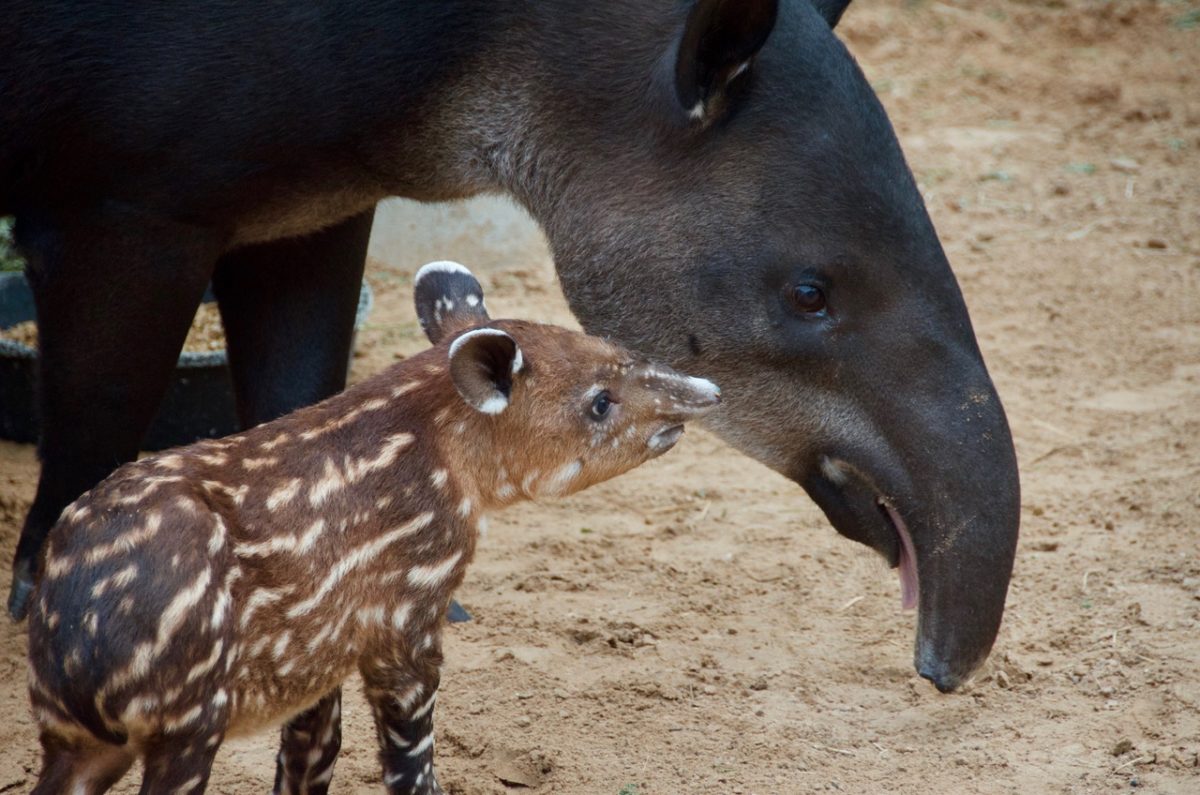 Tiny Tapir Born at the Zoo - The Houston Zoo