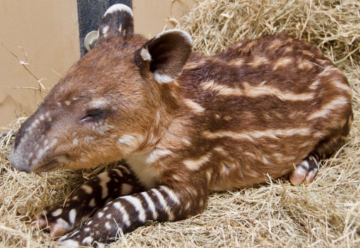 Baby Baird Tapir