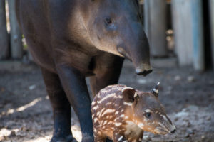 You are Saving Baby Tapirs in the Wild