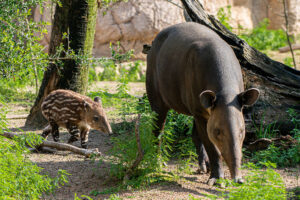 Tiny Tapir, Big Personality