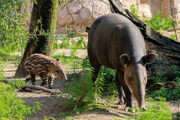 Tiny Tapir, Big Personality
