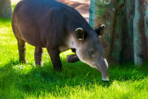Baird’s Tapir
