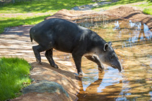 Pantanal: Spotlight on Species (SOS)