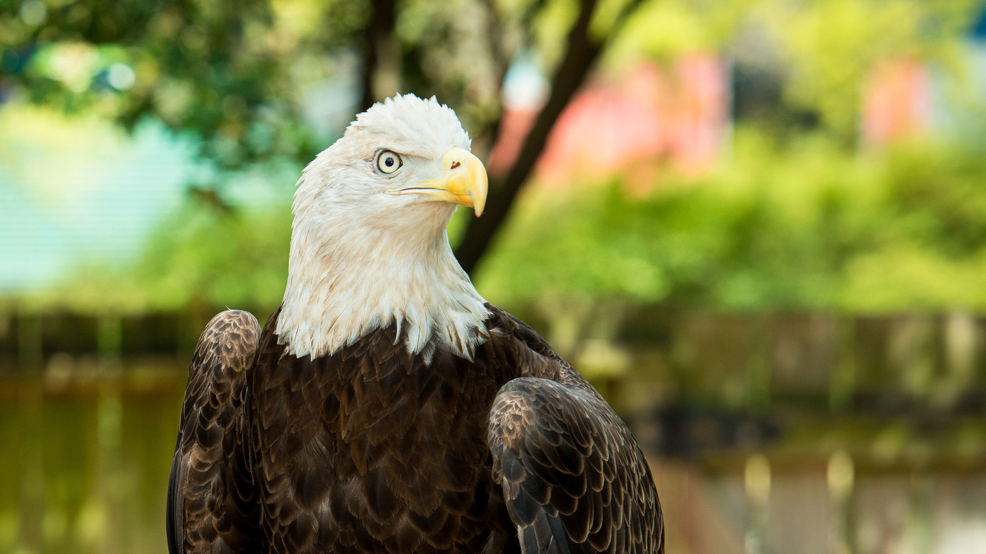 Bald Eagle The Houston Zoo