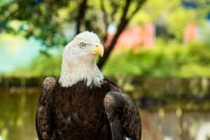 bald eagle outdoors in habitat