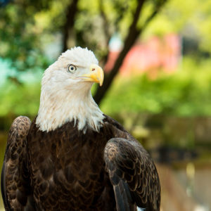 bald eagle outdoors in habitat