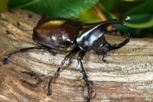 Beautiful Bugs