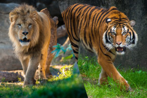Big Cat Encounter