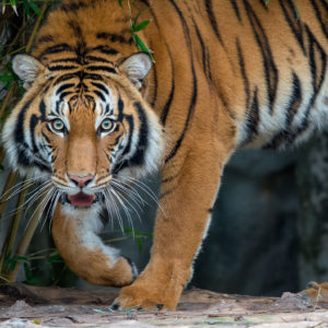 berani the malayan tiger outside