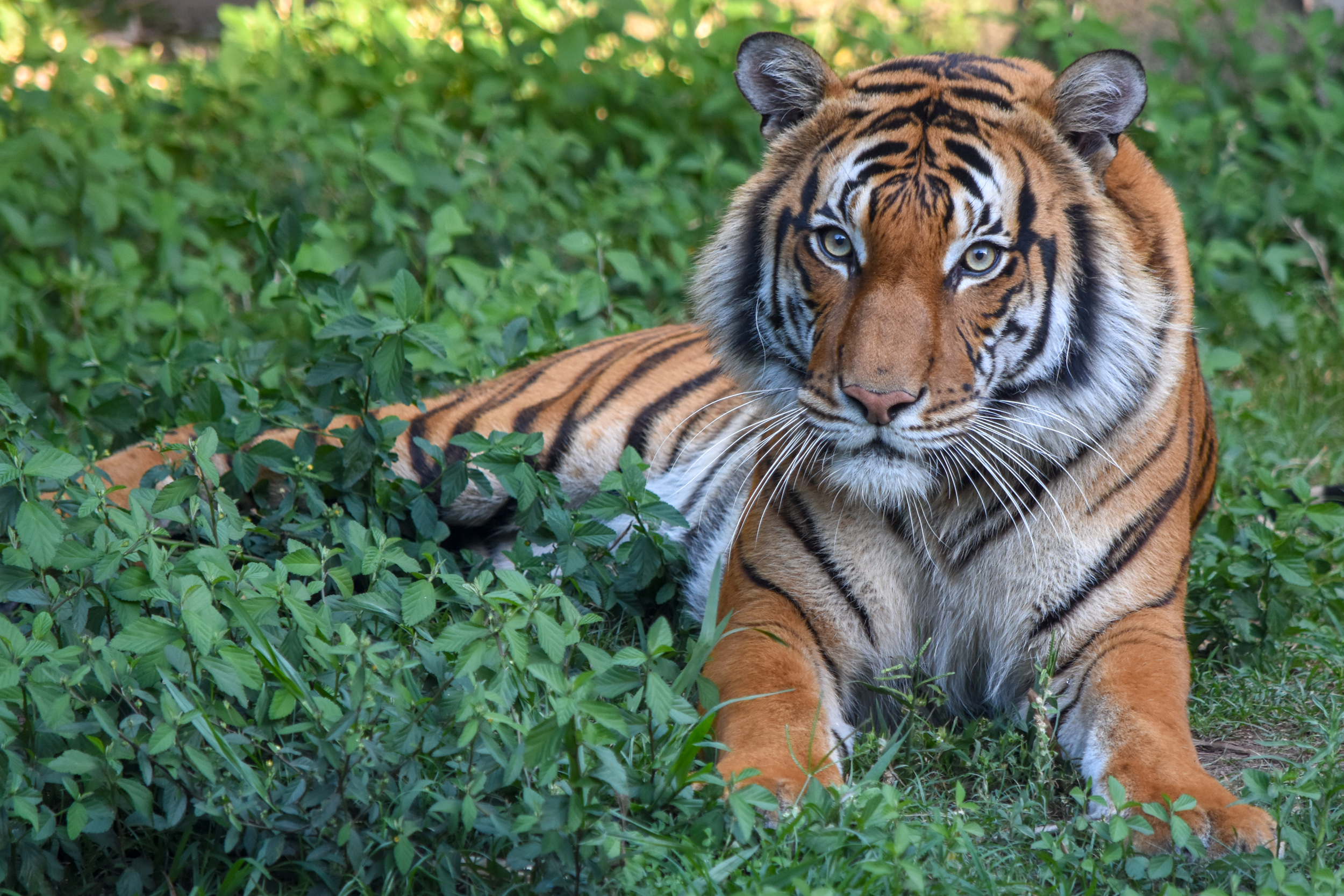 Spotlight on Species (SOS): Malayan Tigers - The Houston Zoo