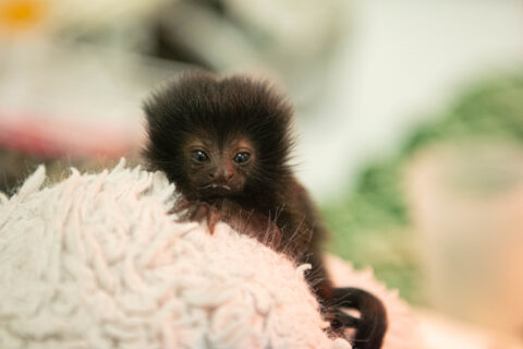 Animal Professionals Hand-Raising Tiny Goeldi's Monkey - The Houston Zoo