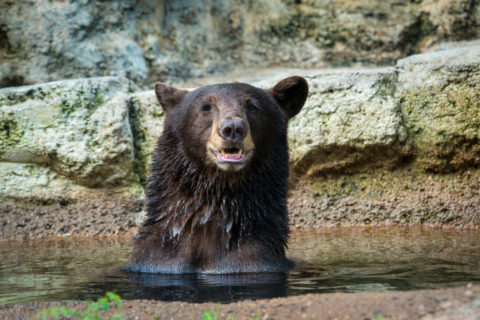 American Black Bear (Bears, Wild, Animals) Collection