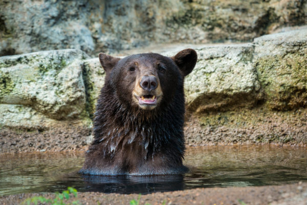 Helping Black Bears in the Wild Every Time You Wipe