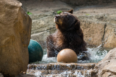 black bear enrichment