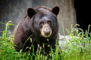Join Us for Bear Awareness Day on Saturday March 2nd and Save Texas Black Bears!