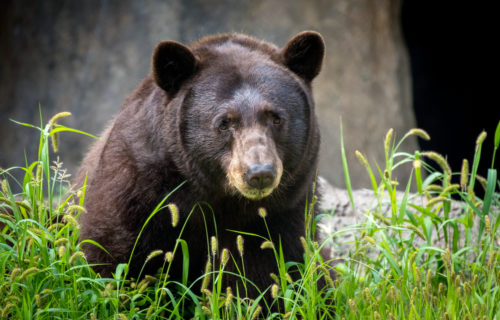 Sun bear  San Diego Zoo Wildlife Explorers