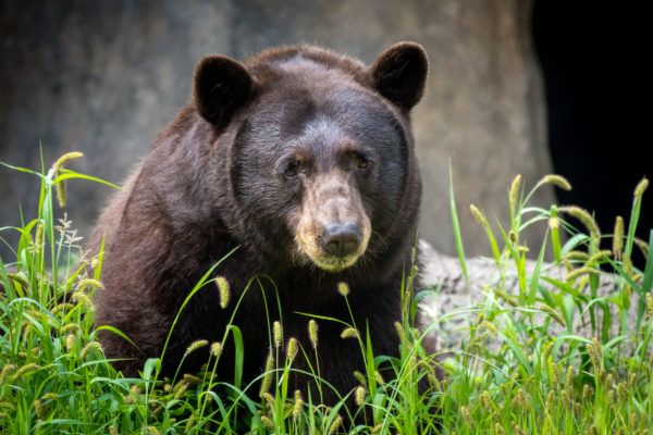 Join Us for Bear Awareness Day on Saturday March 2nd and Save Texas Black Bears!