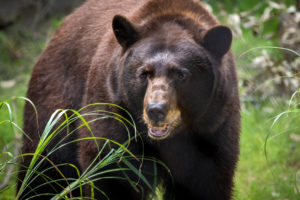 black bear habitat