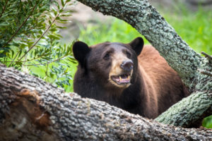 Bear Awareness Day