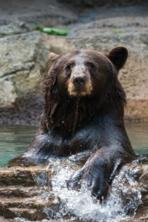 Black Bear - The Houston Zoo