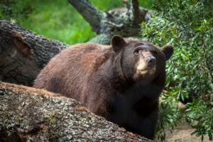 Zoo Sprouts! Beautiful Bears (2-3 years)