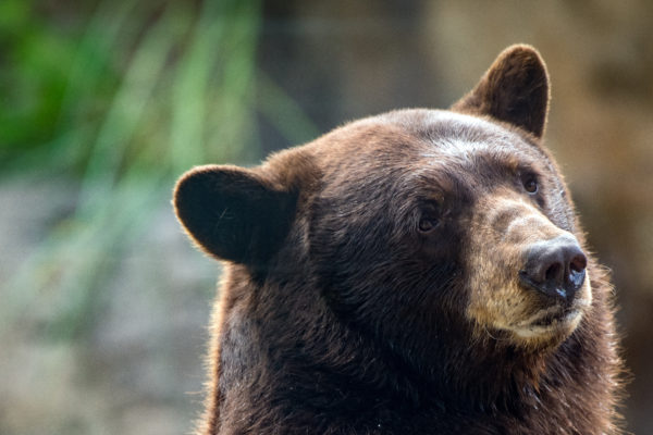 See Them, Save Them: Your Visit to the Zoo is Saving Black Bears in Texas