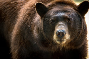 Member Morning: Explore the Wild & Bears