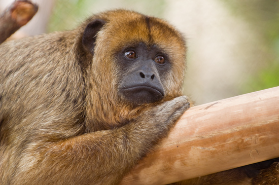 This Monkey's Call Sounds Like a Garbage Disposal - The Houston Zoo
