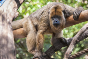 Swinging into Monkey Day - The Houston Zoo
