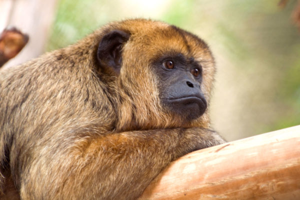 black and gold howler monkey resting on branch