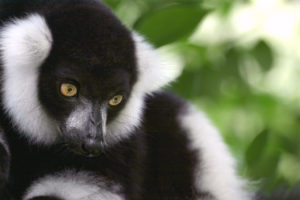 Updates from the Wild: Saving Lemurs in Madagascar, Part 2