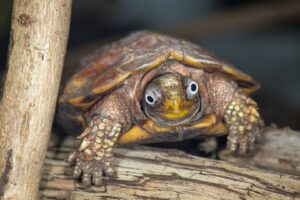 Black-breasted Leaf Turtle