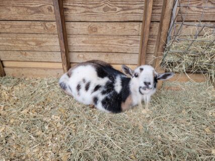 Blossom the goat staying warm with extra bedding.
