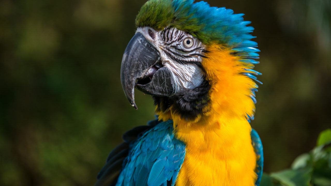 Denver the blue-and-yellow macaw at the Zoo
