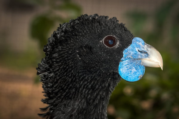 blue-billed curassow bird