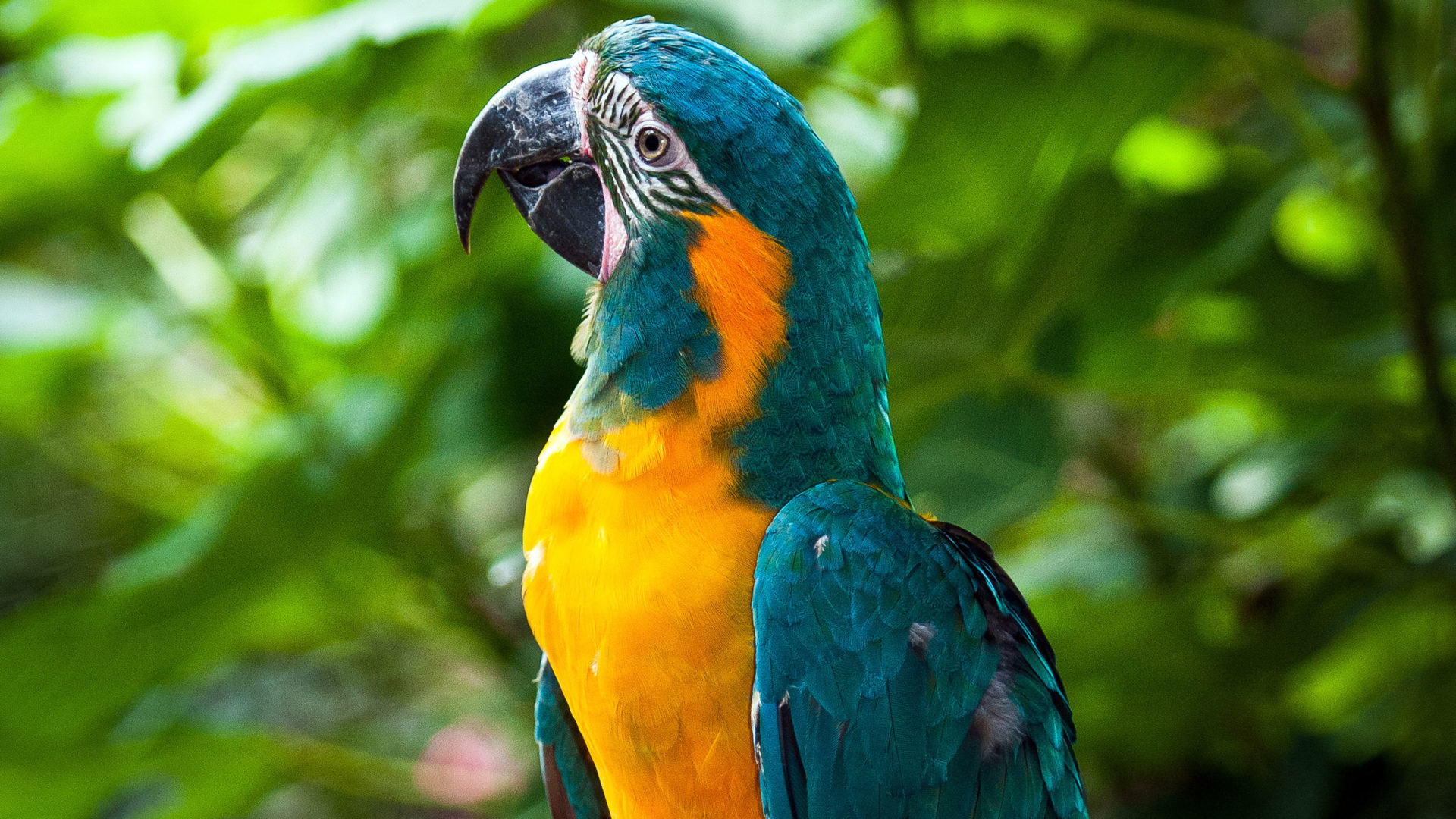 Are Blue Throated Macaws Good Pets