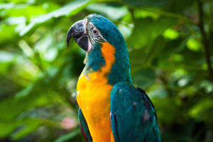 Blue-Throated Macaw