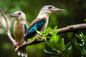 Member Morning: Birds