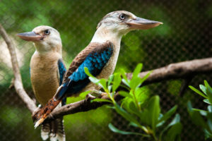 Blue-Winged Kookaburra