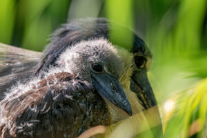 Who’s New at the Houston Zoo