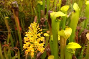 Saving Texas Wildlife: Searching for a Rare Orchid in The Big Thicket