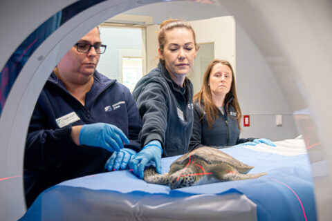 Houston Zoo veterinary team with new on-site CT machine at animal hospital