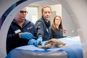 Houston Zoo Advances Animal Care with Brand-New CT Machine