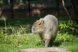 Capybara