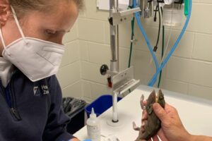 Celebrating Vet Tech Week – Meet Jessica