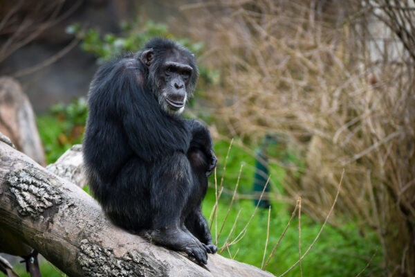 In Loving Memory of Chimpanzee Charlie
