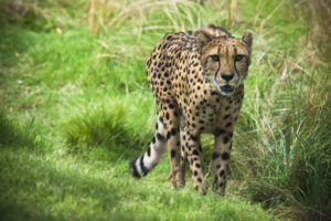 Cheetah