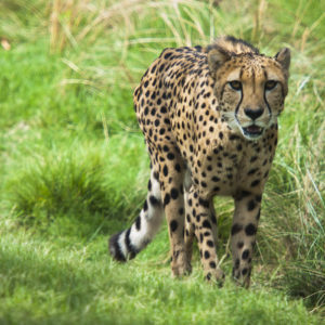 cheetah walking outdoors through grass
