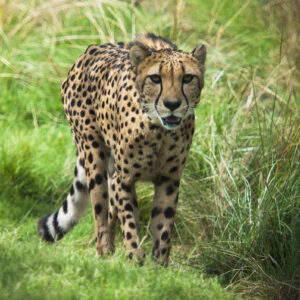 cheetah walking outdoors through grass